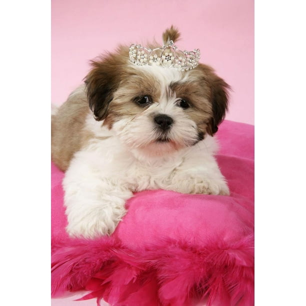 3D Rose A Sweet just Groomed Shi Tzu with a Pink Scarf Desk Clock 6 x 6 3D Rose A Sweet just Groomed Shi Tzu with a Pink Scarf Desk Clock 6 x 6